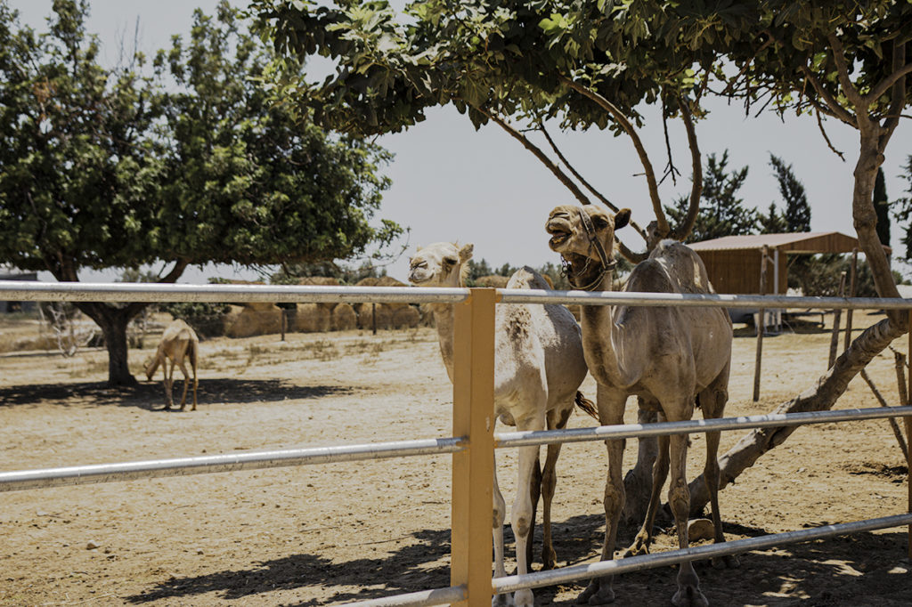 camel park na cyprze