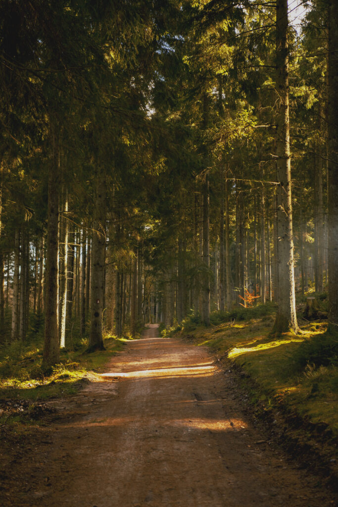 rold skov co robić jesienią w Danii