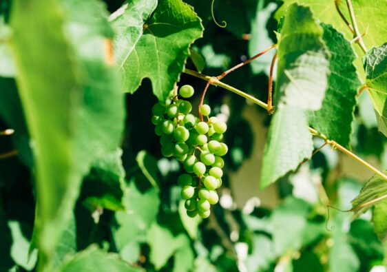 wino sherry z hiszpani jak się je tworzy? skąd pochodzi nazwa sherry