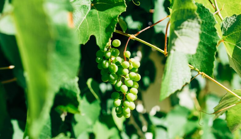 wino sherry z hiszpani jak się je tworzy? skąd pochodzi nazwa sherry