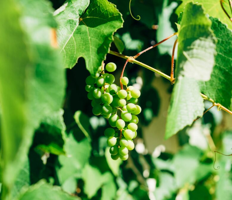 wino sherry z hiszpani jak się je tworzy? skąd pochodzi nazwa sherry