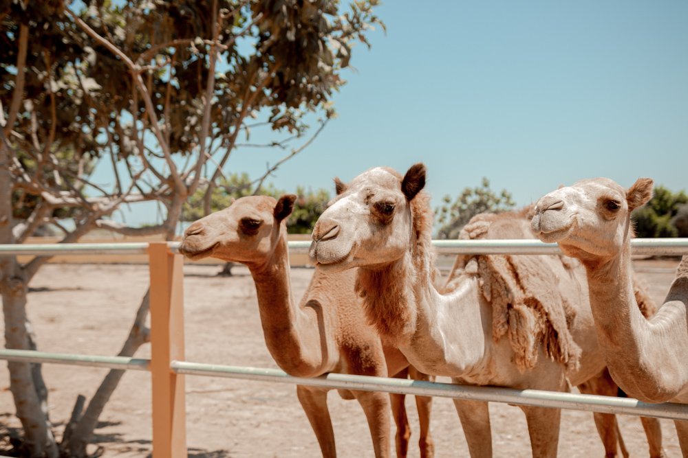 CAMEL PARK, larnaka atrakcje, atrakcje cypru dla dzieci